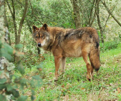 Cañete no tiene "ningún dato" que avale el exterminio del lobo en Ávila